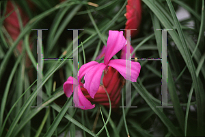 Picture of Tillandsia cyanea 