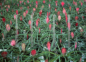 Picture of Tillandsia cyanea 