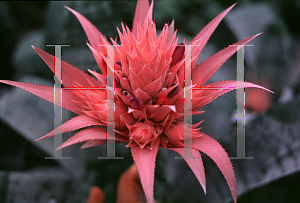 Picture of Aechmea fasciata 