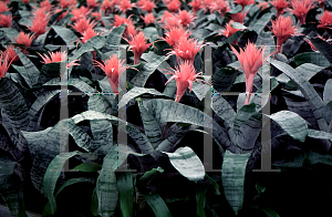 Picture of Aechmea fasciata 