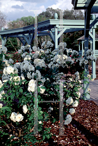 Picture of Rosa  'White Delight'