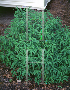 Picture of Monarda punctata 