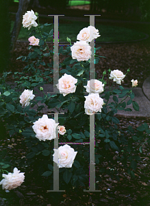 Picture of Rosa  'White Delight'