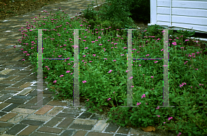 Picture of Verbena maritima 