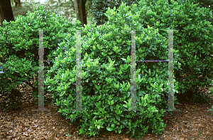 Picture of Gardenia augusta 