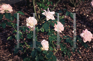 Picture of Rosa  'Princessa de Monaco'