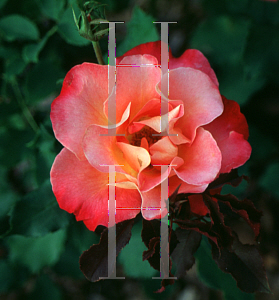 Picture of Rosa  'Granada'