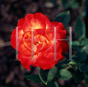 Picture of Rosa  'Korwilma'
