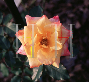 Picture of Rosa  'Desert Peace'