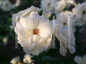 Picture of Rosa  'White Bouquet'
