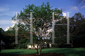 Picture of Tabebuia umbellata 