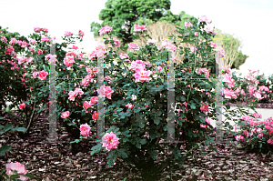 Picture of Rosa  'Meipetac (Carefree Wonder)'