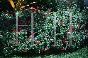 Picture of Salvia  'Purple Fountain'