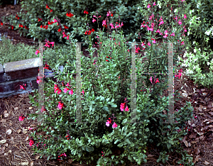 Picture of Salvia greggii 