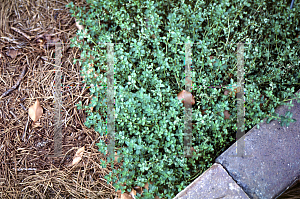 Picture of Thymus praecox ssp. arcticus 