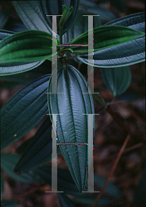 Picture of Tibouchina granulosa 