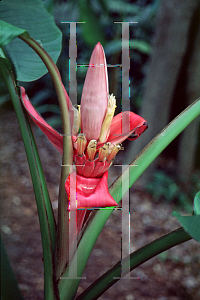 Picture of Musa velutina 