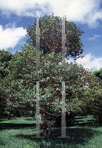 Picture of Tabebuia lepidota 