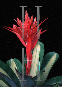 Picture of Aechmea variegata 'Fredricka'