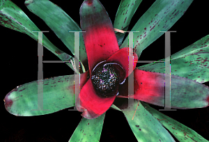 Picture of Neoregelia x 'King of Kings'