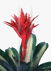 Picture of Aechmea variegata 'Fredricka'