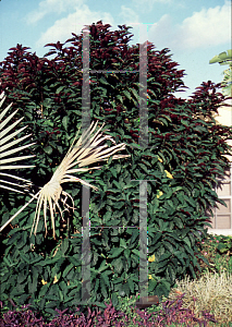 Picture of Clerodendrum quadriloculare 