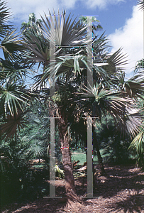 Picture of Coccothrinax proctorii 