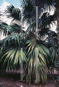 Picture of Thrinax radiata 