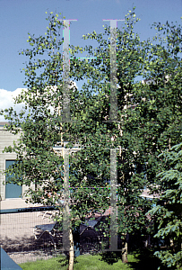 Picture of Populus tremuloides 