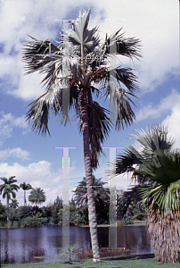 Picture of Latania lontaroides 