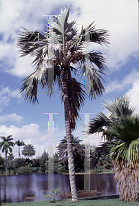 Picture of Latania lontaroides 