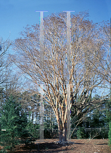 Picture of Lagerstroemia fauriei 'Fantasy'