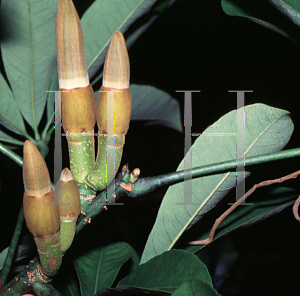 Picture of Pachira aquatica 