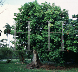 Picture of Pachira aquatica 