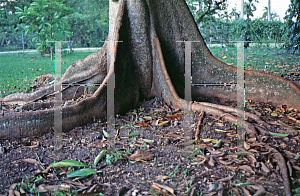 Picture of Pachira aquatica 