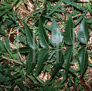 Picture of Azadirachta indica 