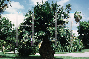 Picture of Encephalartos gratus 