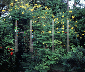 Picture of Caesalpinia pulcherrima var. flava 