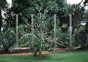 Picture of Pandanus utilis 