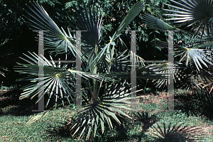 Picture of Thrinax cupularis 