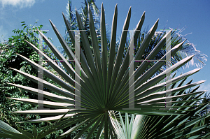 Picture of Thrinax cupularis 