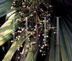 Picture of Thrinax radiata 