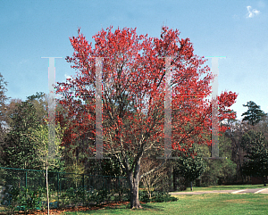 Picture of Acer rubrum 
