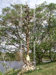 Picture of Agave americana 