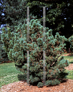Picture of Pinus pumila 'Nana'