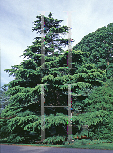 Picture of Cedrus deodara 'Aurea'