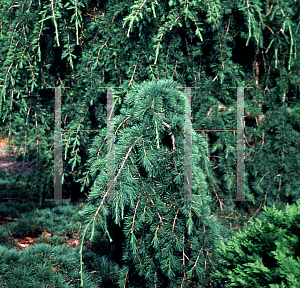 Picture of Cedrus deodara 'Pendula'