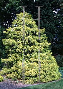 Picture of Chamaecyparis pisifera 'Gold Spangle'