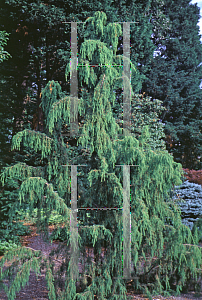 Picture of Juniperus rigida 'Pendula'