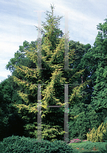 Picture of Picea orientalis 'Aurea'